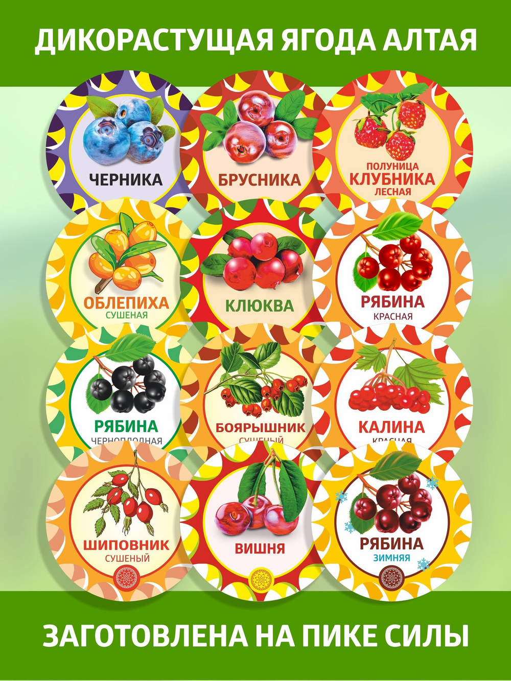 Клюква тонкошкурая Алтайская.