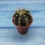 Gymnocalycium Friedrichii (Гимнокалициум)
