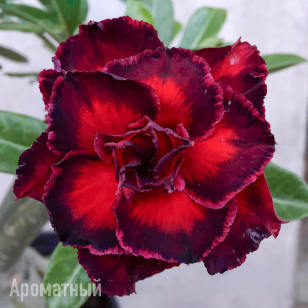 Адениум 942-LEGEND