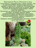 Крестовник Роули ампельный