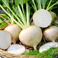 Свёкла Детройтская Белая - White Detroit Beet