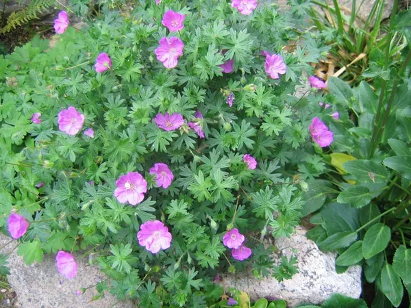 Geranium Sanguineum (Герань Кроваво-Красная)