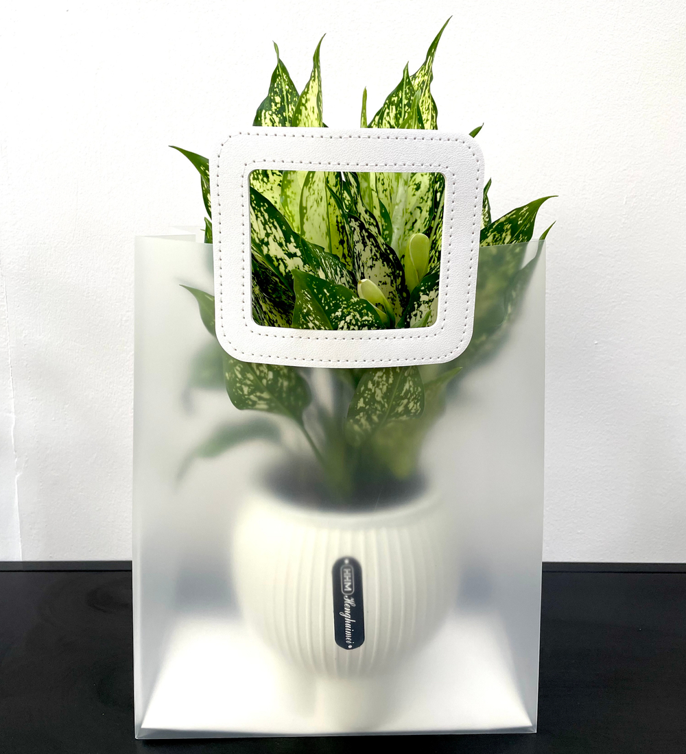 Аглаонема Лемон Квин (в подарочном оформлении)
