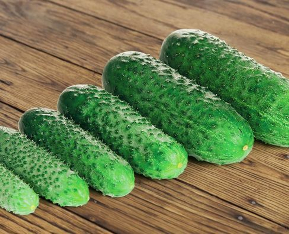 Огурец Эколь F1 7шт Мировые Семена VITA GREEN