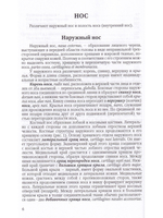 Функциональная анатомия ЛОР-органов