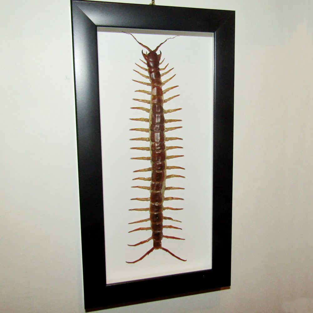 Сколопендра гигантская Scolopendra gigantea в рамке