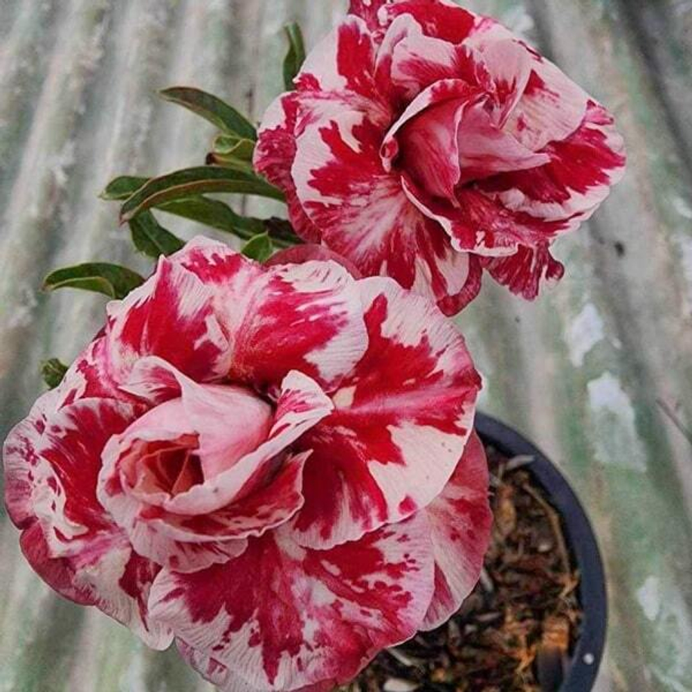 Адениум TULIP