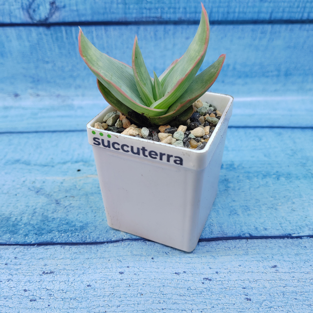 Aloe Striata (Алоэ)