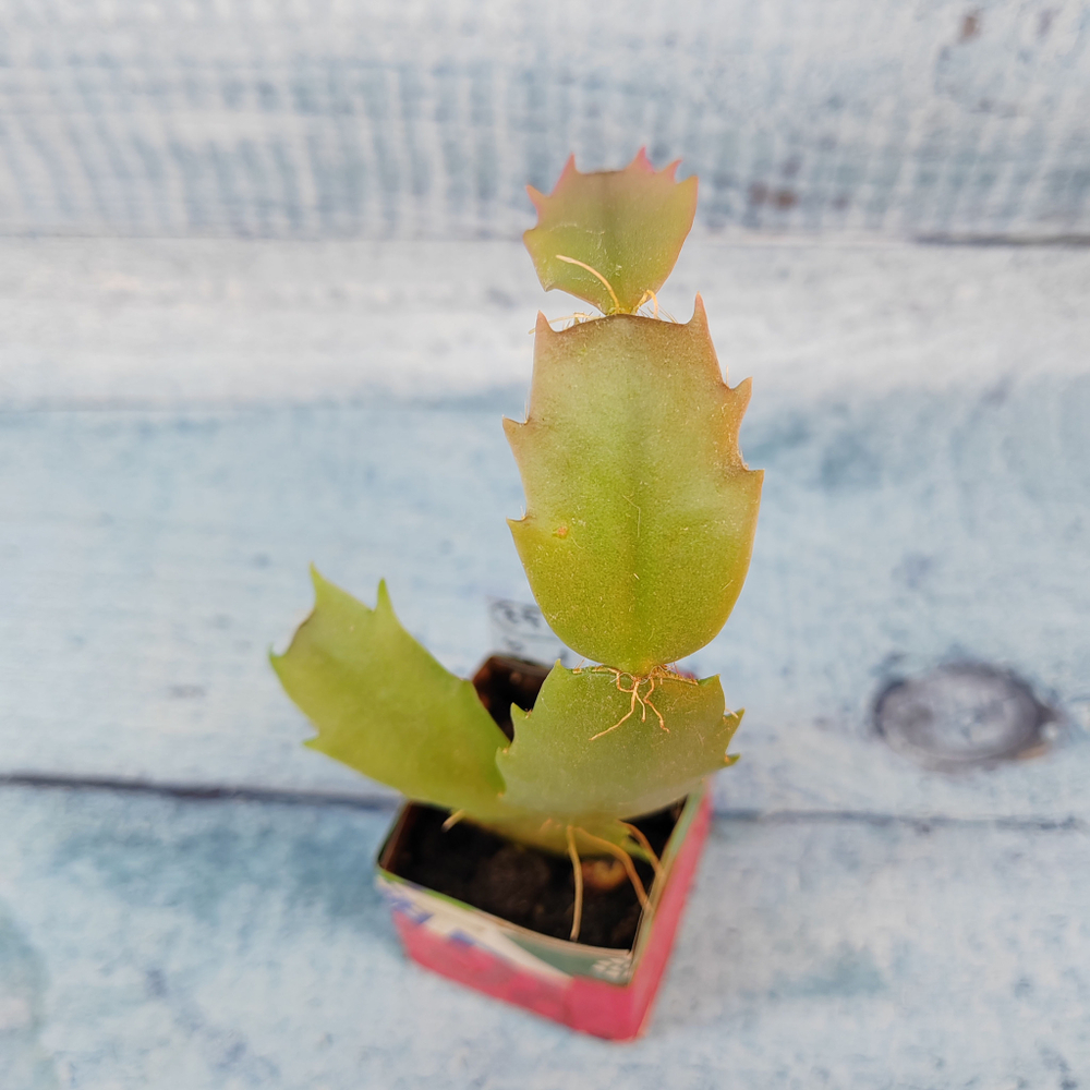 Schlumbergera Thor Vita (Декабрист)