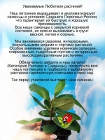Рододендрон Распутин морозостойкий