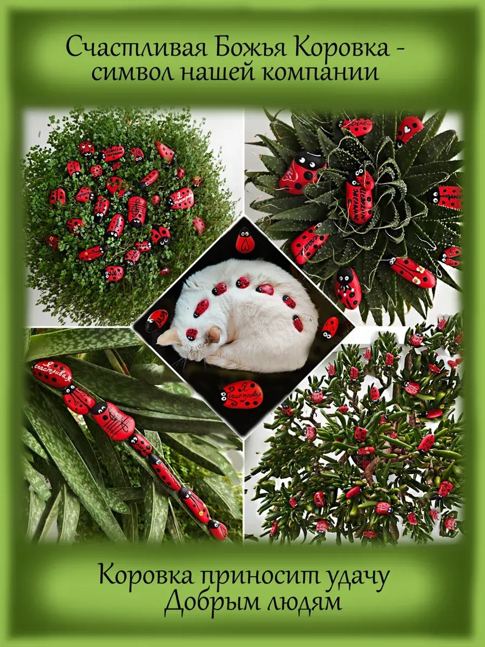 Полынь шмидта Себебристый холм Сильвер Маунд