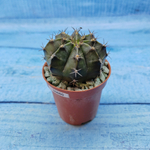 Gymnocalycium Friedrichii (Гимнокалициум)