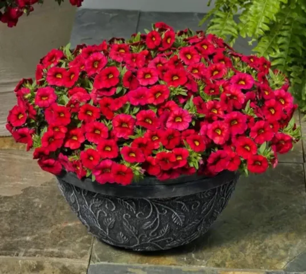 Калибрахоа Calitastic Bright red