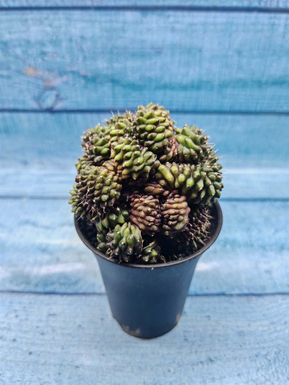 Gymnocalycium Spineless Crested form (Гимнокалициум Кристатный)