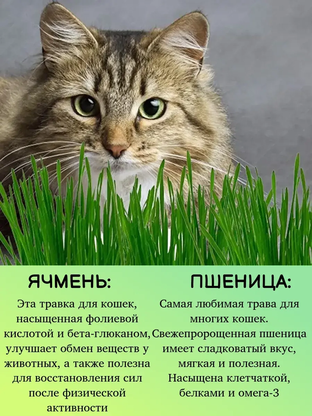 Трава для кошек проращивания 500гр