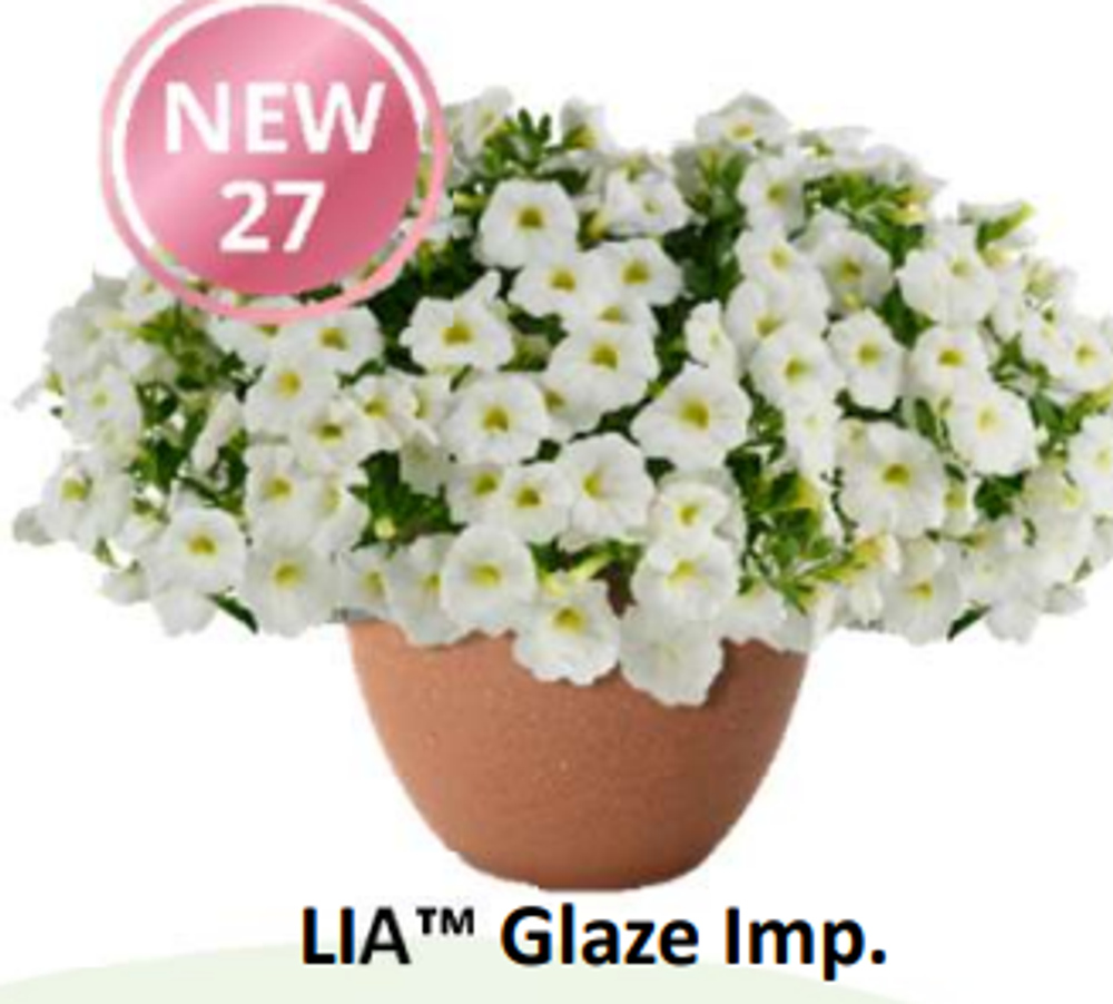 НОВИНКА 2027 ЕВРО неукор Калибрахоа LIA Glaze Imp. НЕукоренный черенок (срезы) НОЯБРЬ поставка 3