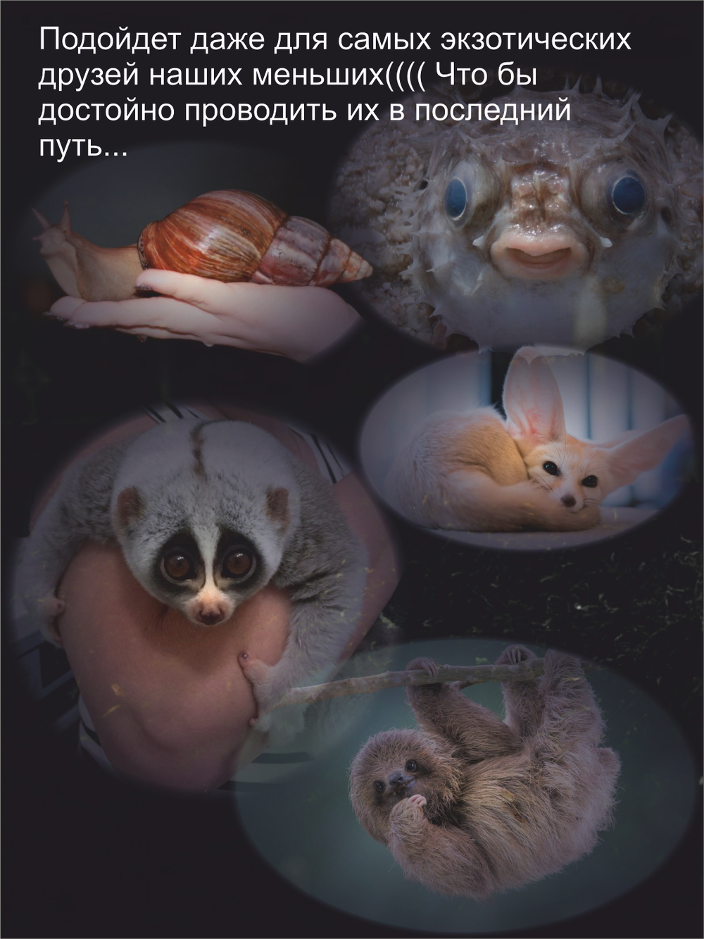 Гроб для животных