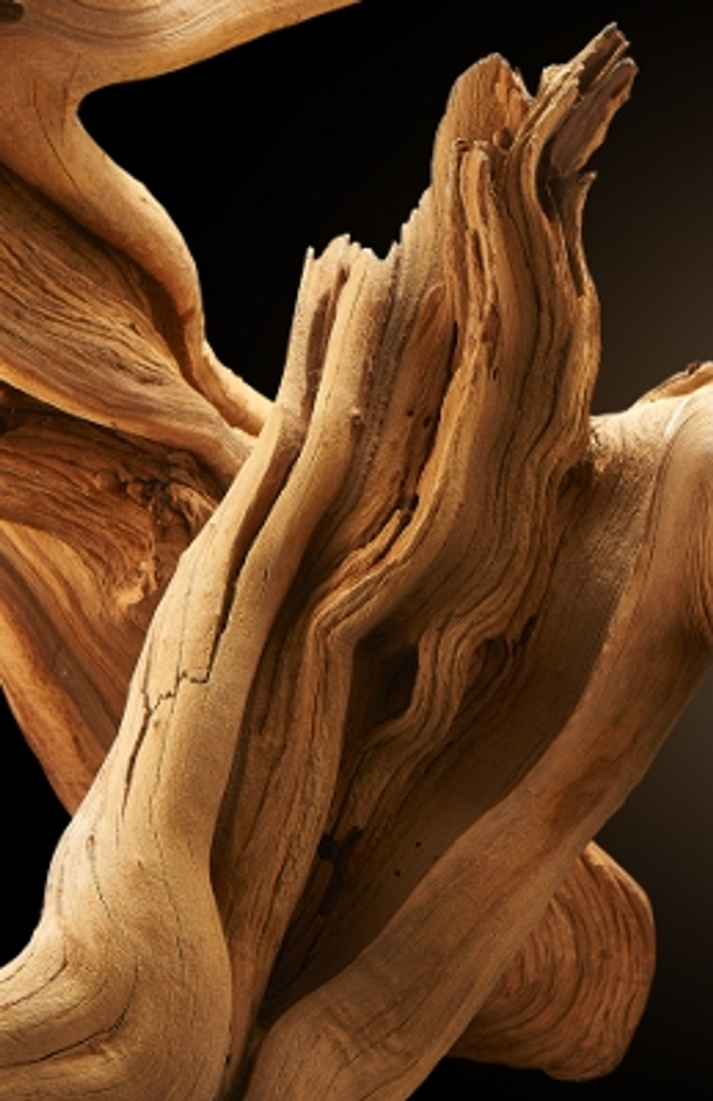 AGARWOOD EO 10% / АГАРОВОЕ ДЕРЕВО ( УД ) Э.М. CAS 94350-09-1