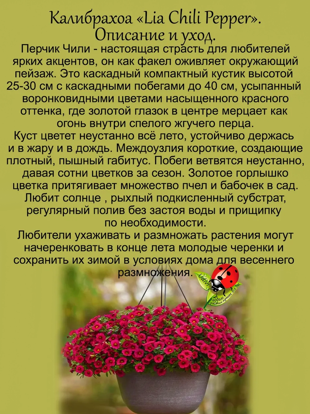 Калибрахоа Чили Перчик