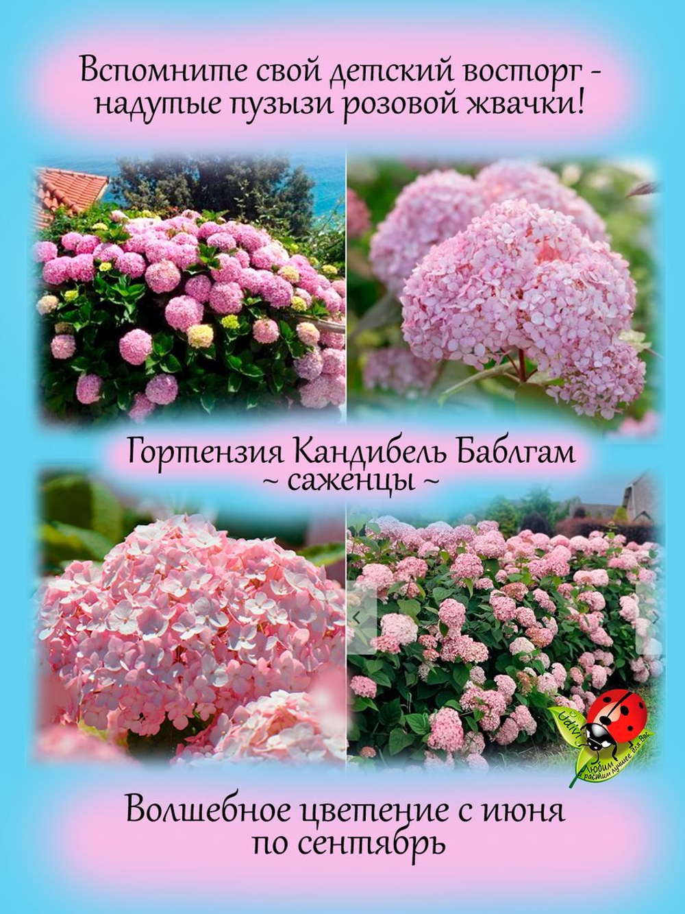 Гортензия Кандибель Баблгам древовидная розовая