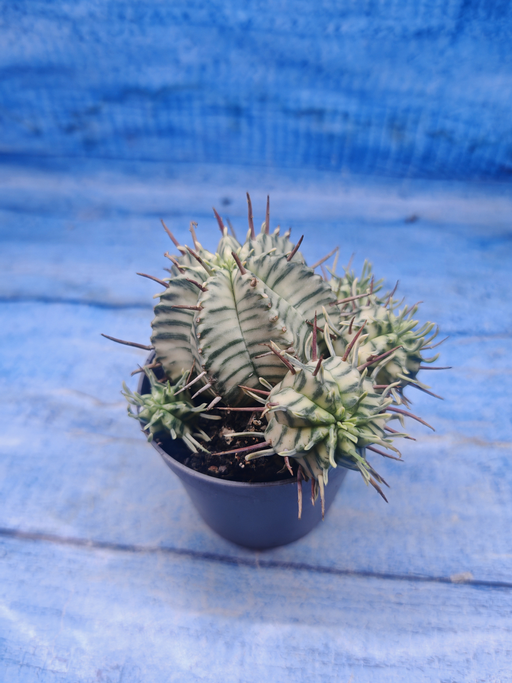Euphorbia meloformis f. Variegated (Эуфорбия вариегатная)