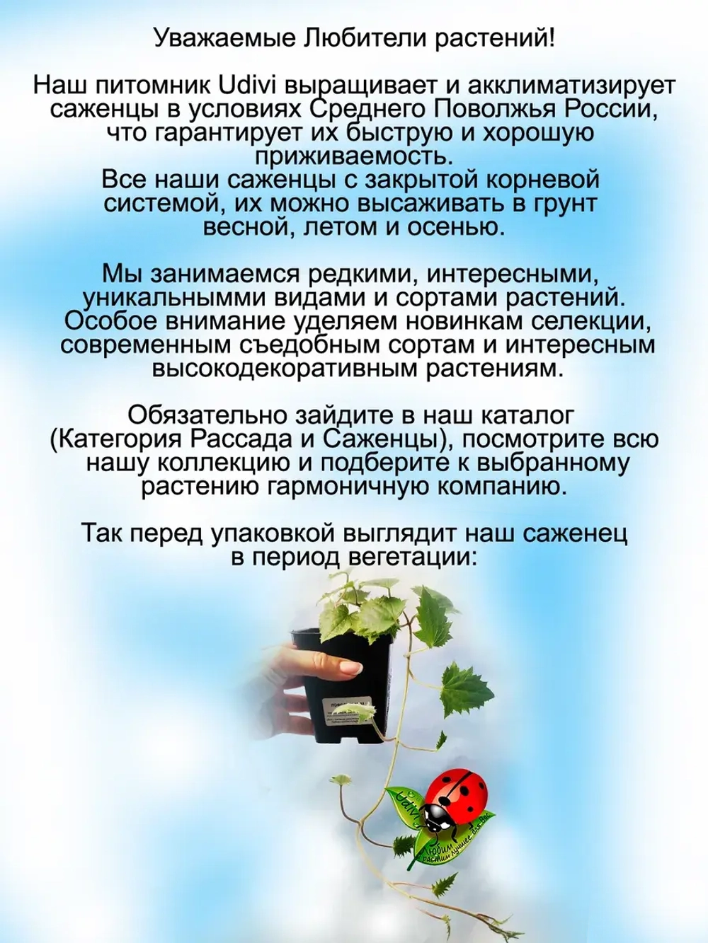 Лофос Розовый ампельная глоксиния