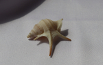 Морская ракушка Куриная нога (Aporrhais pesgallinae) 3,2 см.