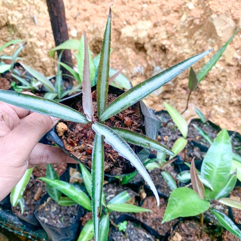 Ардизия PUMILA LONG LEAF