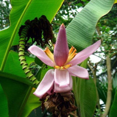 Банан лавандовый (Musa ornata) семена 2 шт