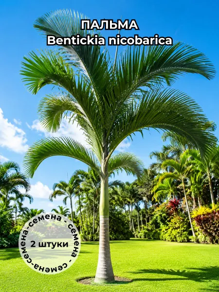 Пальма Bentinckia nicobarica семена 2 штуки