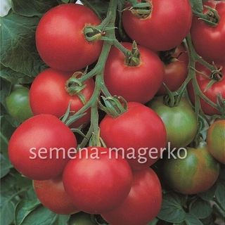 Томат Толстой F1 1000 (семян)
