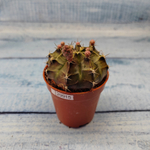Gymnocalycium Friedrichii (Гимнокалициум)