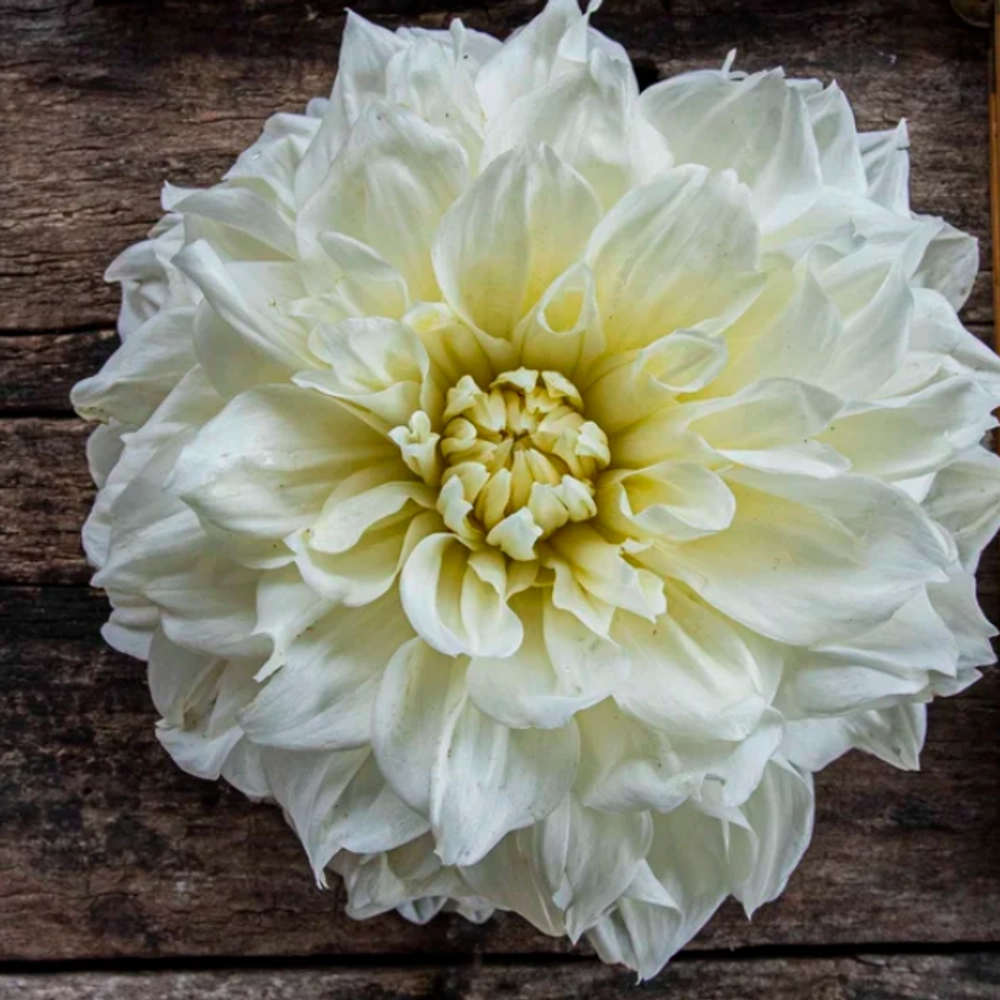 Георгин Вайт Альвас (White Alvas)
