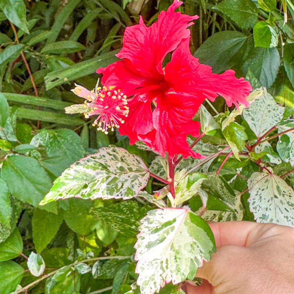 Гибискус китайский вар – Hibiscus rosa-sinensis var (12)