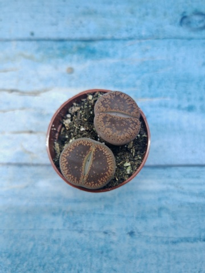 Lithops sp. (Литопсы)