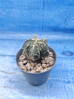 Astrophytum Myriostigma Fukuryu (Астрофитум)