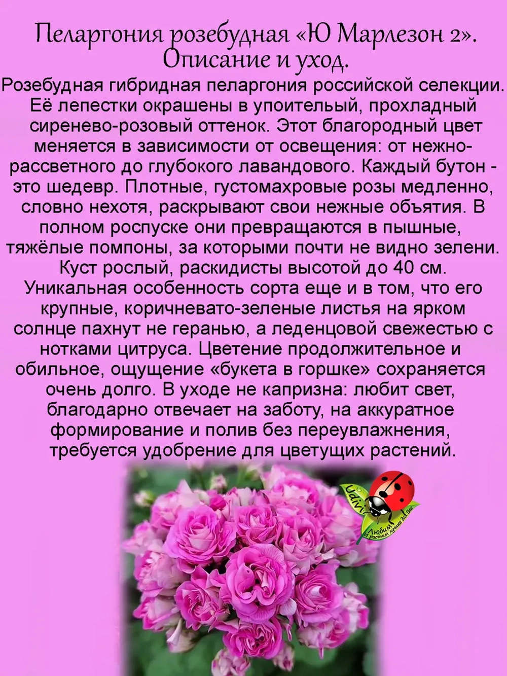 Пеларгония Ю Марлезон 2 розебудная