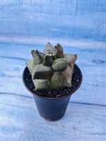 Astrophytum Myriostigma monstrosa (Астрофитум)