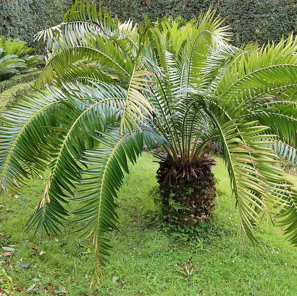 Энцефаляртос благородный (Encephalartos Gratus) семена 1 шт