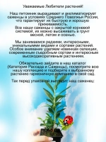 Рододендрон Нортсен Лайтс листопадный Азалия
