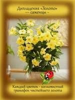 Дипладения Золото мадевилла