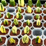 Замиокулькас DWARF VAR 1 leaf (А145)