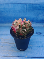 Gymnocalycium Variegata (Гимнокалициум Вариегатный)