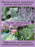 Чистец (овечьи ушки) многолетнее растение