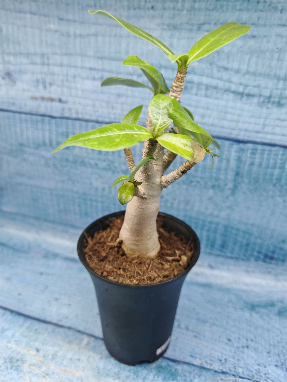 Adenium Baobab (Адениум)