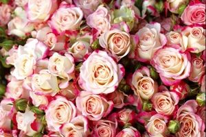L'Occitane en Provence Roses et Reines Jardin Secret