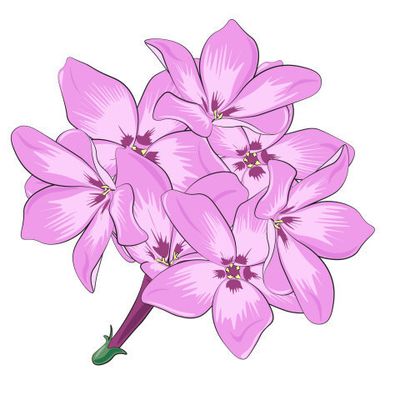 Флоксы