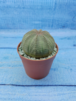 Euphorbia Obesa (Эуфорбия)