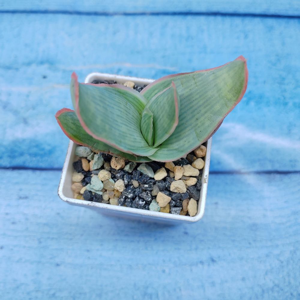 Aloe Striata (Алоэ)