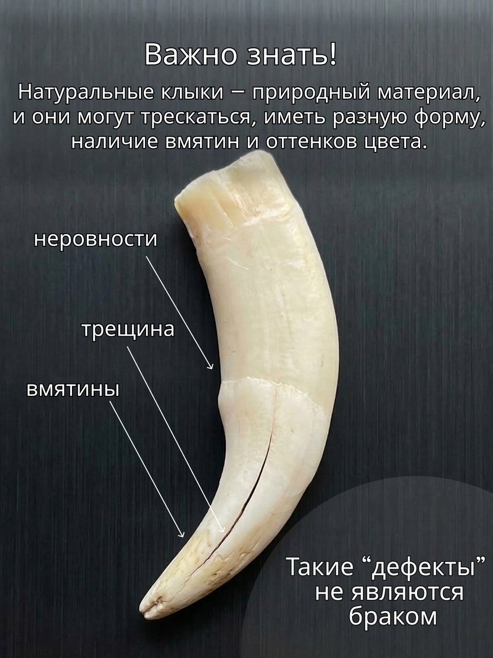 Кулон оберег амулет Настоящий Волчий Клык Зуб Волка талисман